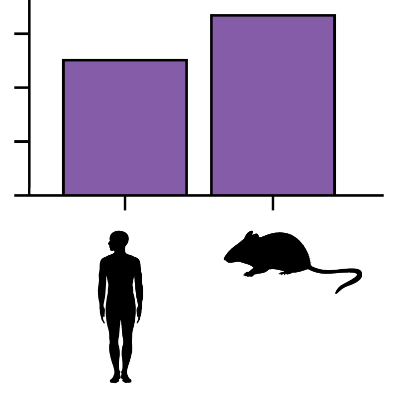 Scientific figure with icons showing the outline of a human and a mouse used in place of text labels.