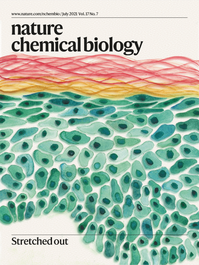 Cover of Nature Chemical Biology featuring a watercolour painting of the cells of the skin.