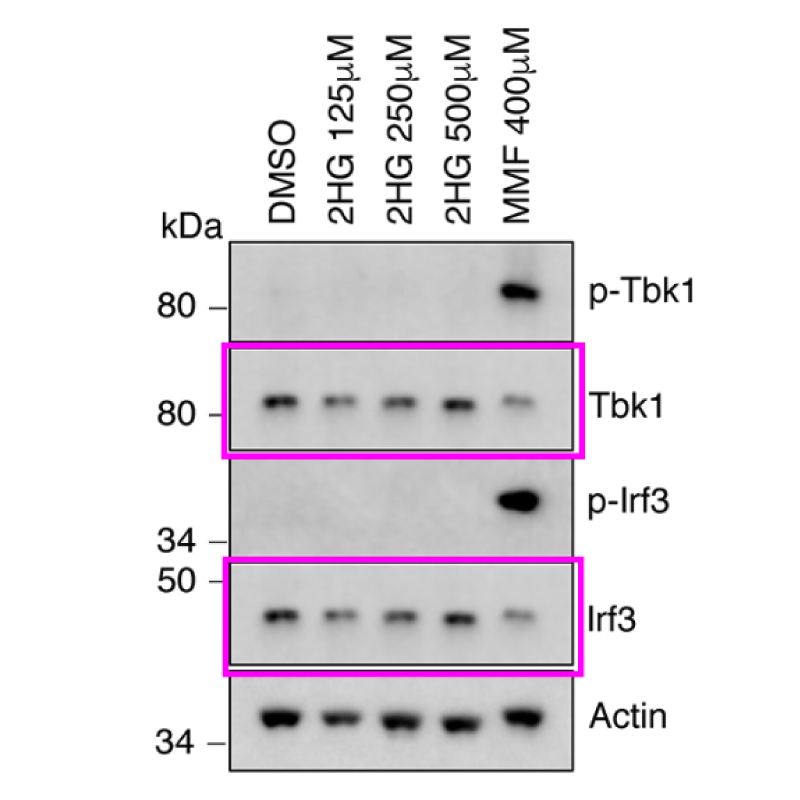 Example Western blot with multiple panels. Two of the panels have been outlined.