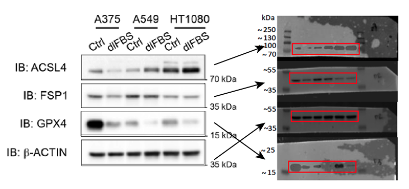 Example Western blot analysis results for three cell lines with overlapping arrows pointing to the raw gel image.