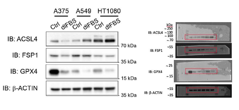 The same example Western blot analysis as previously shown. Now the example gel has been edited to match the figure. The overlapping lines have been removed.