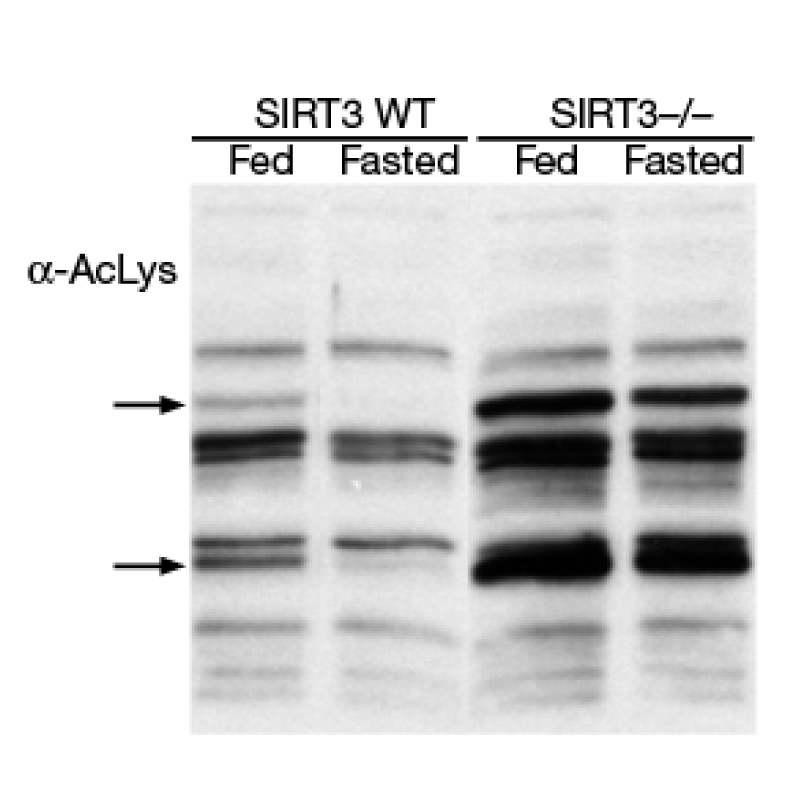 Example Western blot with four lanes of protein samples. There are distinct bands in each lane. The left pair of lanes shows lighter bands and the right pair shows darker bands.