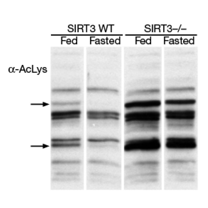 The same example Western blot as previously shown. Now white lines have been added between the lanes to make the figure easier to read.