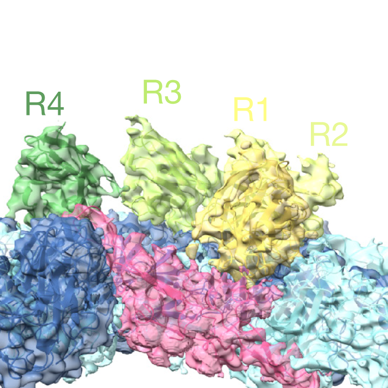 Protein figure with lightly coloured text labels.