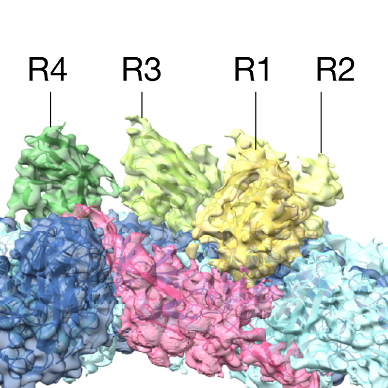 Protein figure with black keylines pointing to text labels.