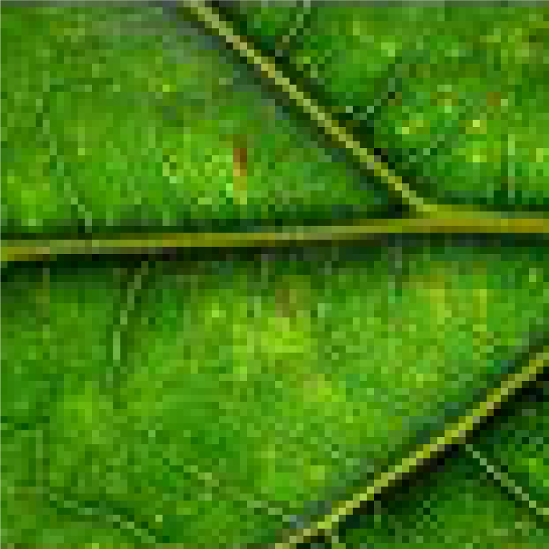 Pixelated close up image of a leaf.