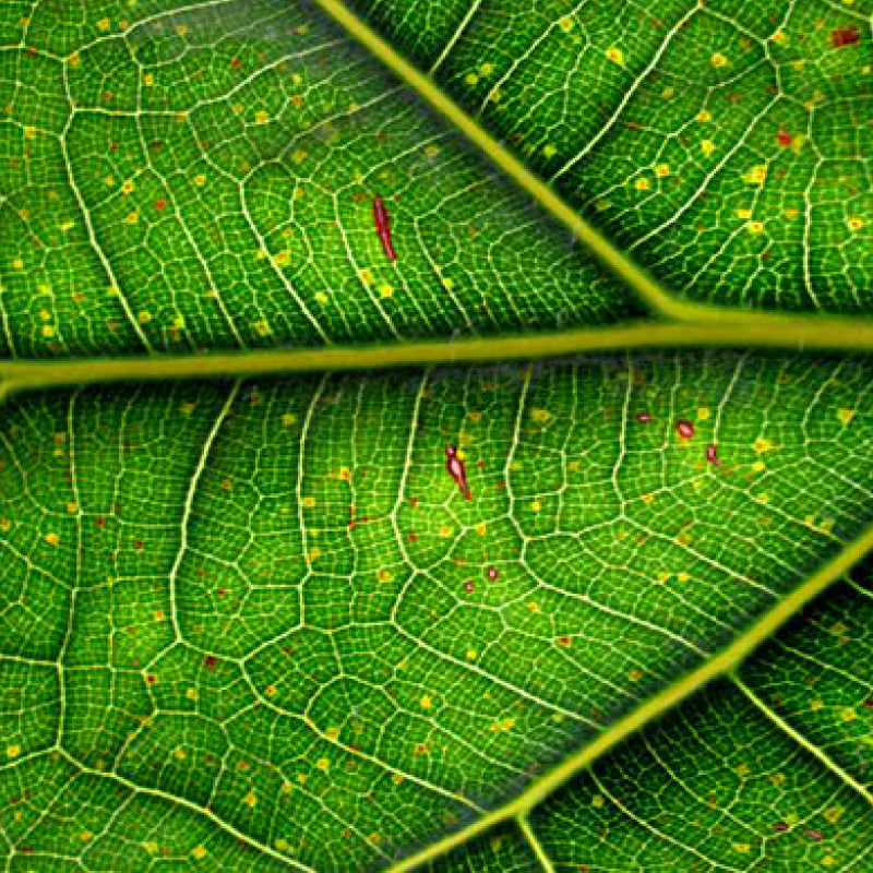 Sharp and detailed close up image of a leaf.